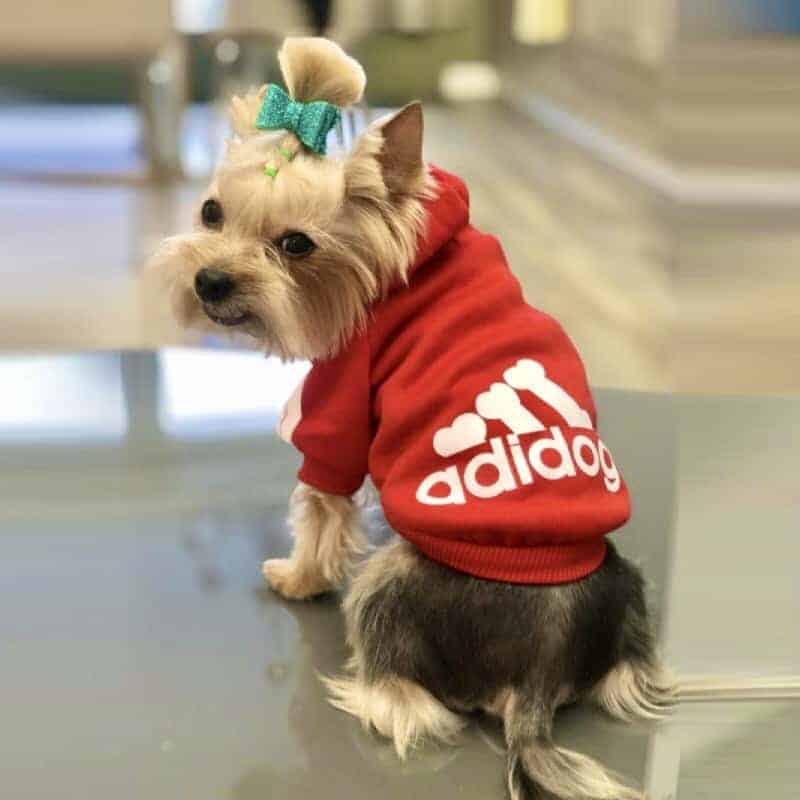 Yorkie Adidog Hoodie
