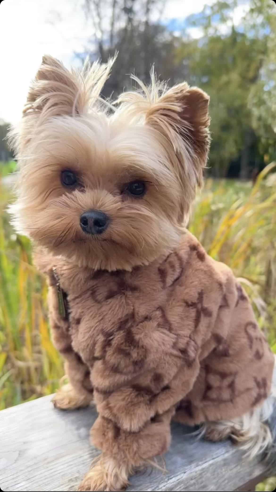 Chewy V Faux Fur Yorkie Coat