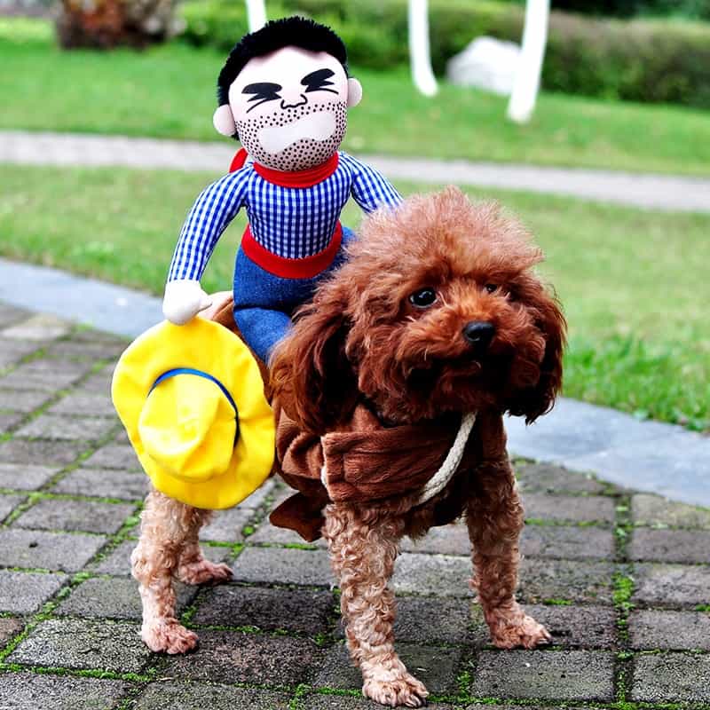 Cowboy Yorkie Halloween Costume