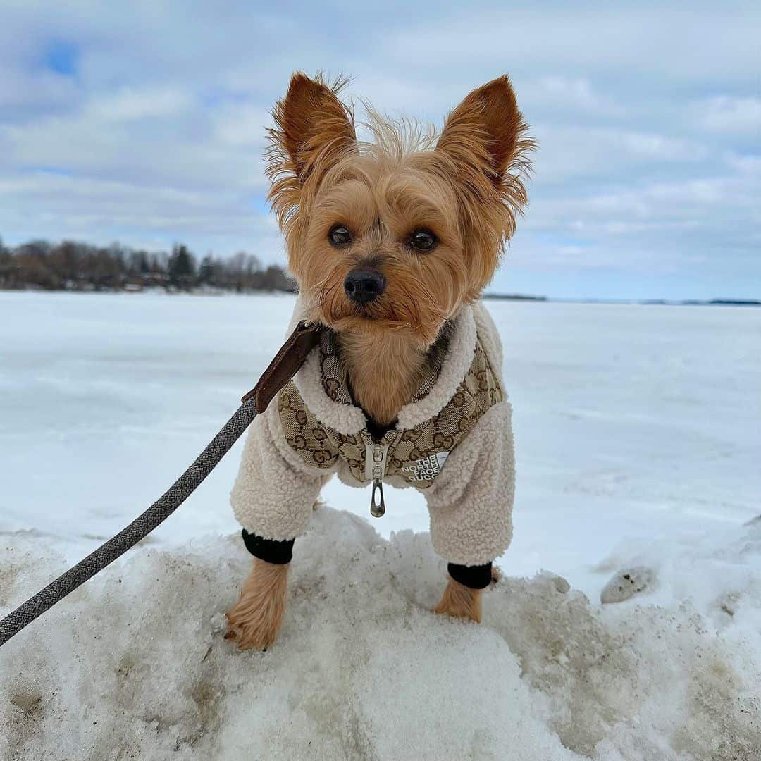Luxury GG Dog Face Jacket.