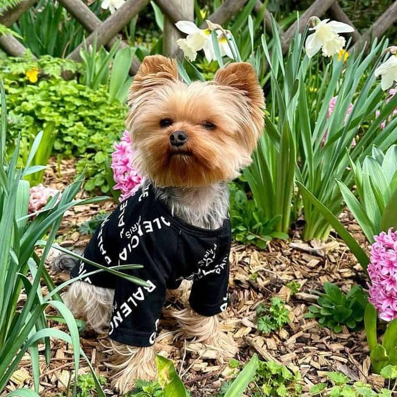 Pawenciaga Designer Dog T-Shirt