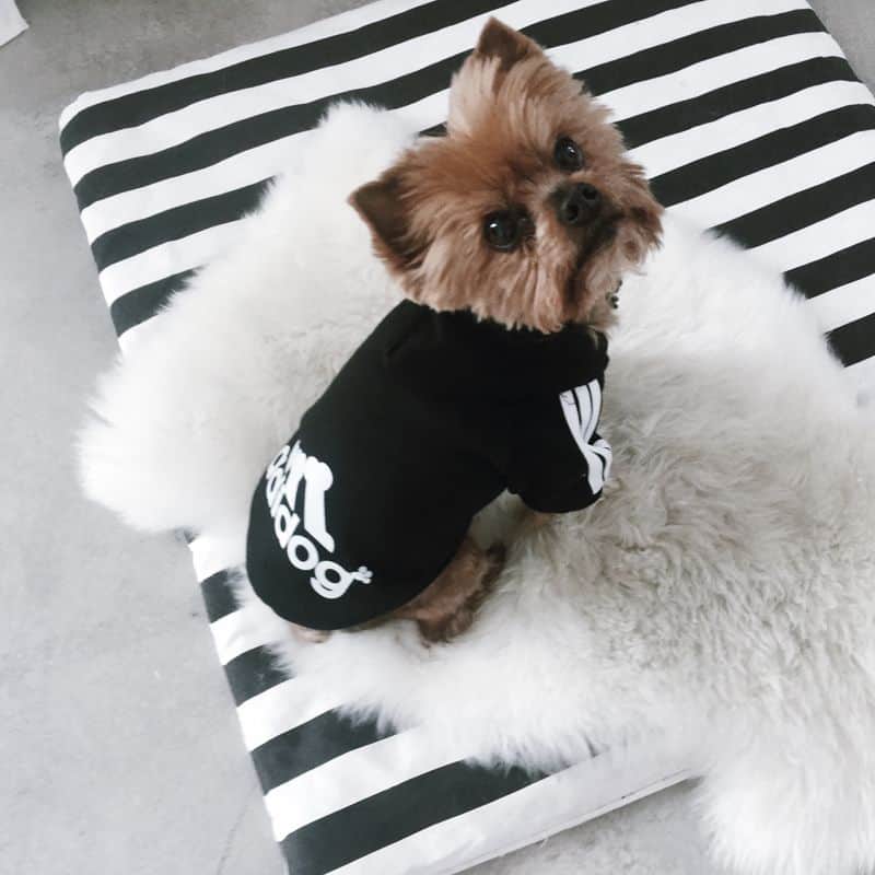 Yorkie Adidog Hoodie