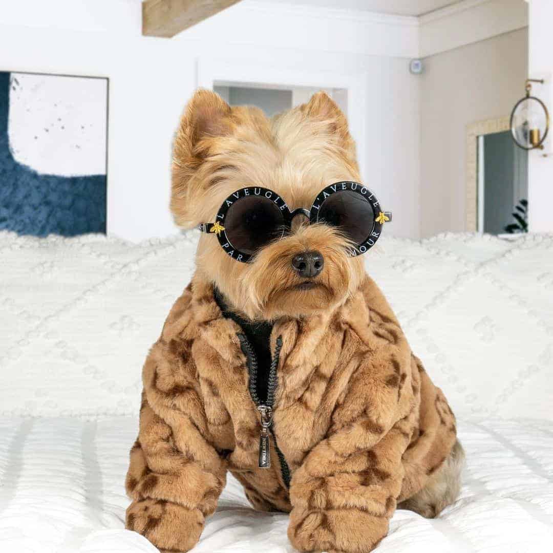 Chewy V Faux Fur Yorkie Coat