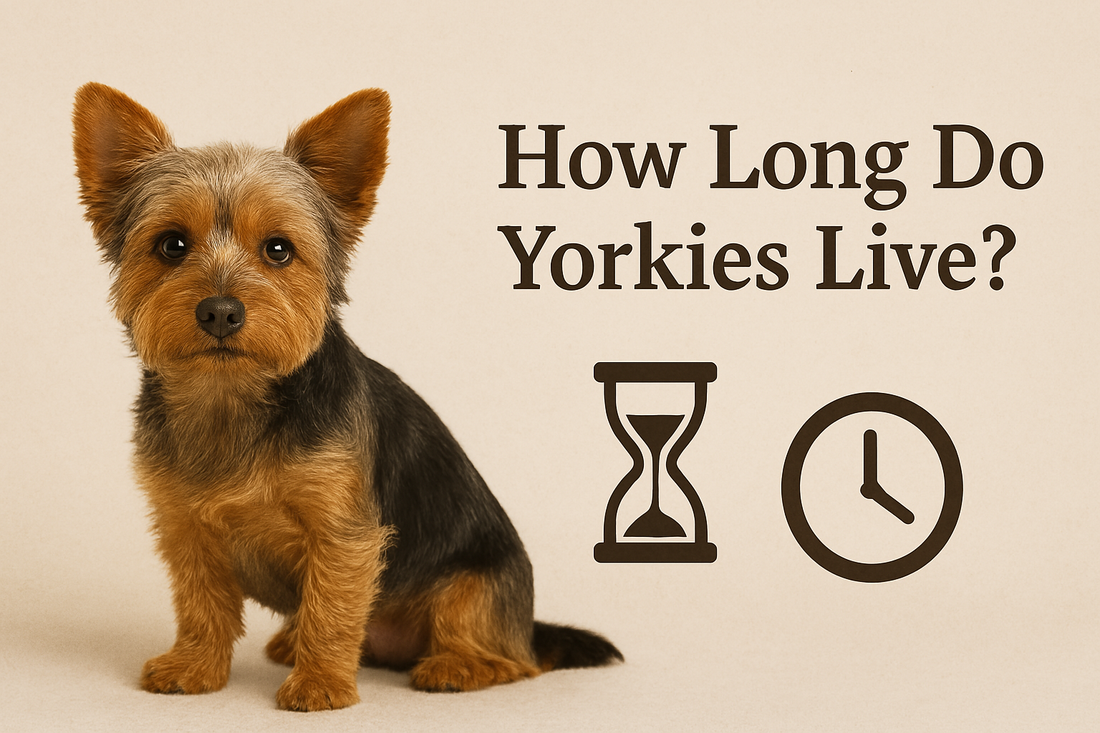 How Long Do Yorkies Live?