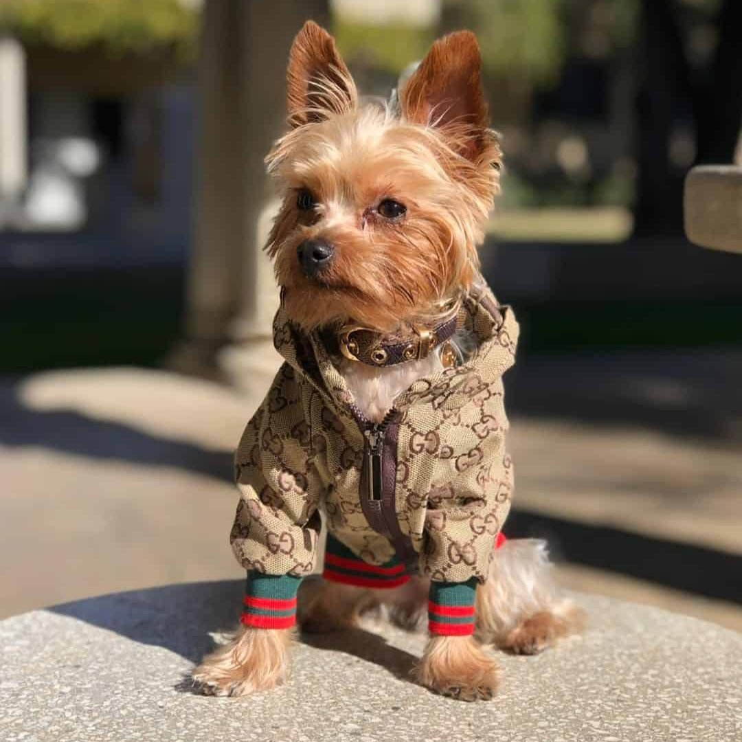 Stylish Yorkie Hoodie