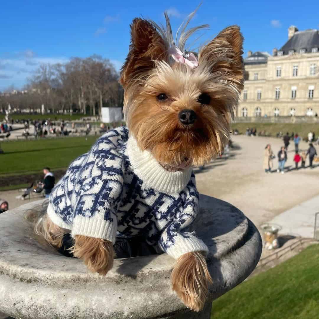 Yorkie Diordog Sweater