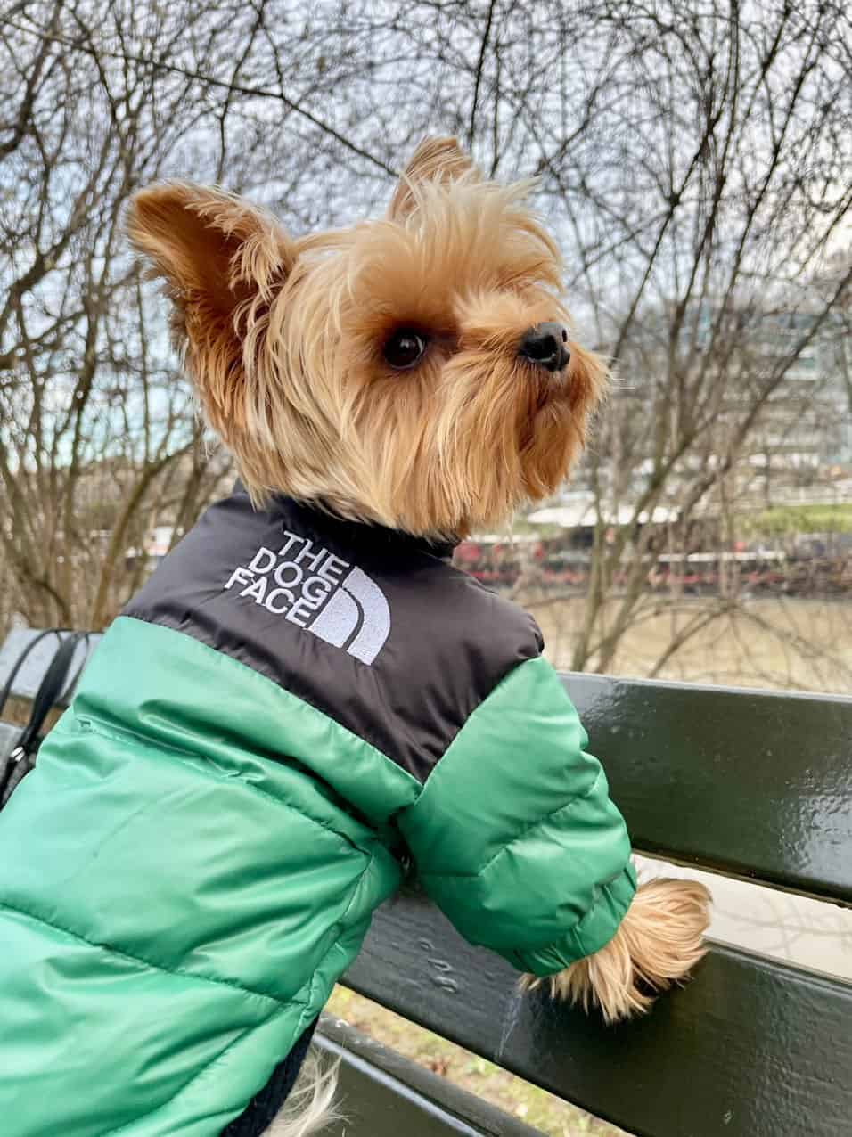 Puppy deals puffer jacket