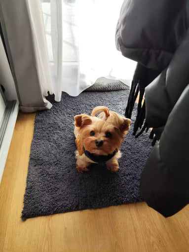 Yorkie Teddy Jacket