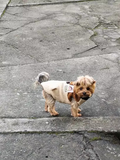 Yorkie Teddy Jacket