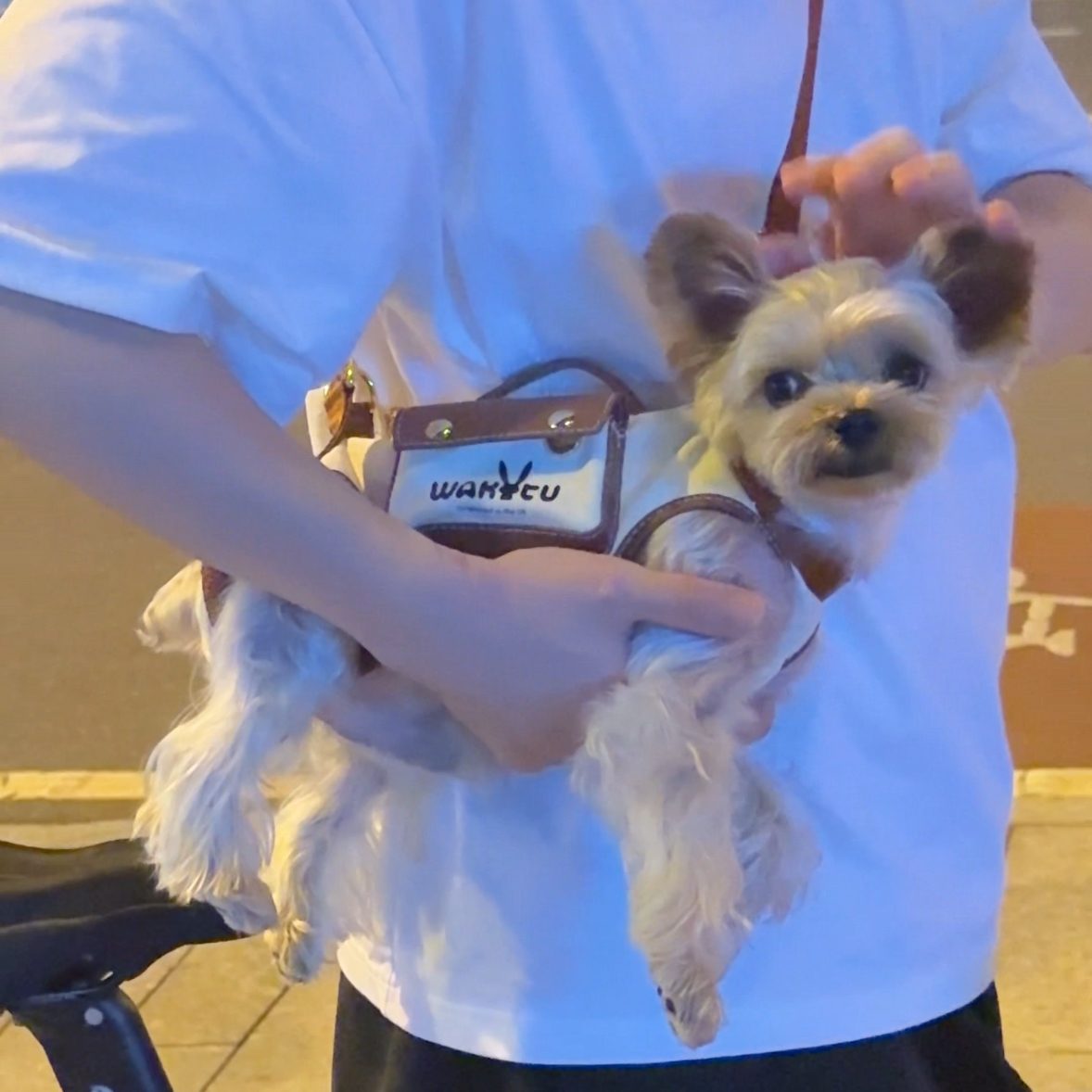Hands-Free Shoulder Yorkie Carrier