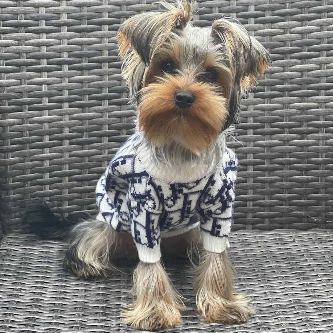 Yorkie Diordog Sweater