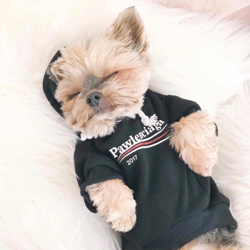 Pawlenciaga Dog Hoodie