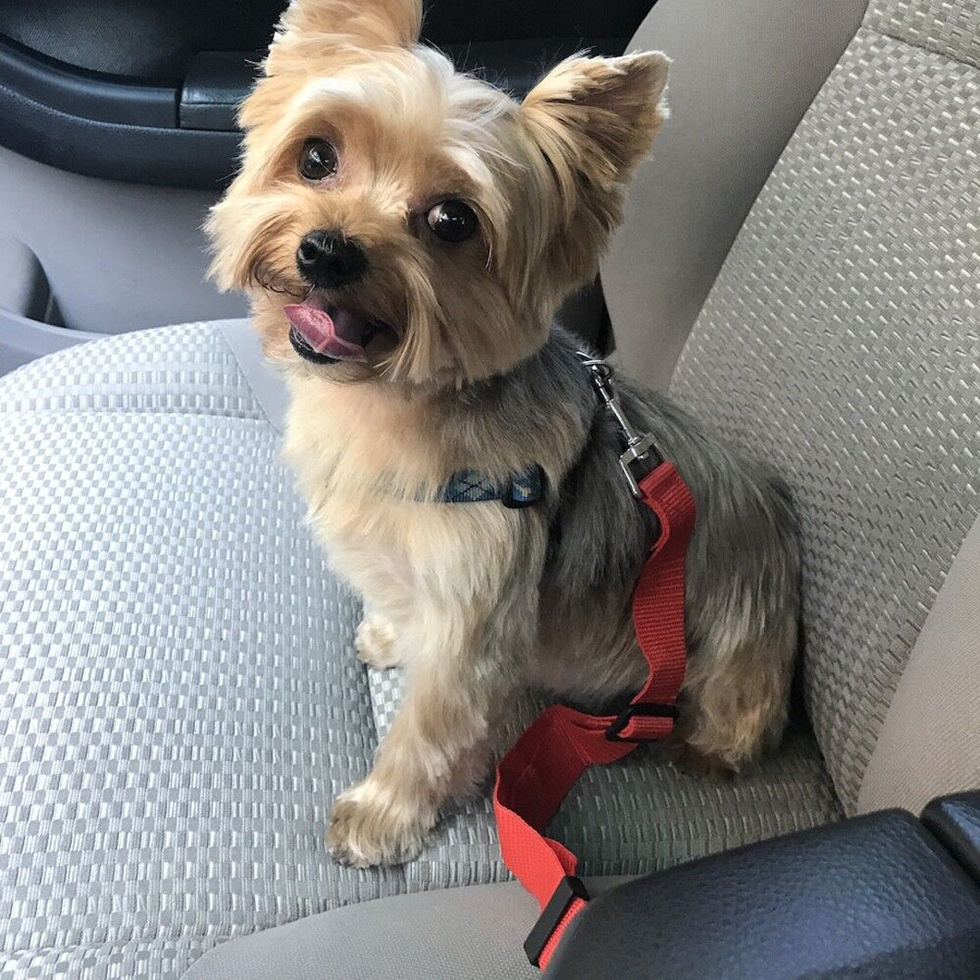 Yorkie Safety Belt