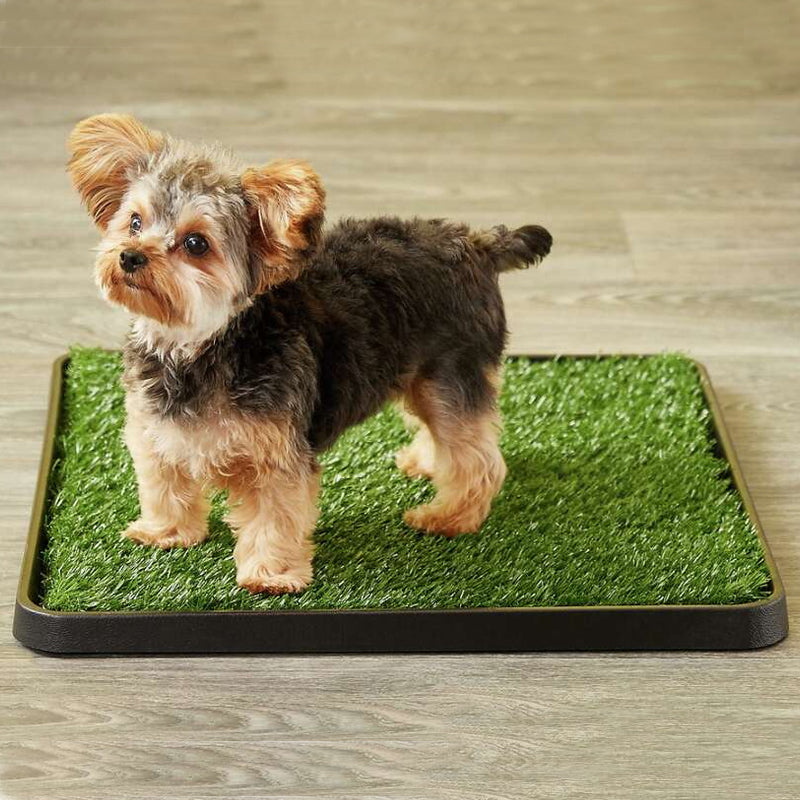 Yorkie Grass Pee Pad